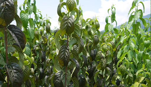 慈利縣九九農(nóng)業(yè)開發(fā)有限公司_張家界粘木苗銷售|杜仲種植|苗木銷售